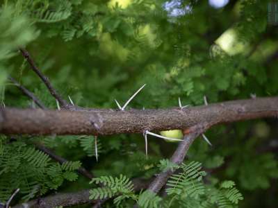 ...con le sue acuminate spine...